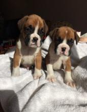 Puppies for sale boxer - Poland, Tarnow