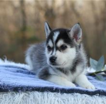 Puppies for sale mixed breed, pomsky - Latvia, Madonna