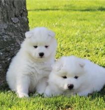 Puppies for sale samoyed dog (samoyed) - Denmark, Odense