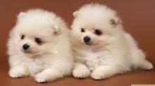 Puppies for sale pomeranian spitz - Kazakhstan, Karaganda