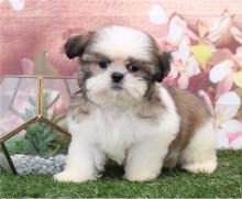 Puppies for sale shih tzu - Italy, Palermo