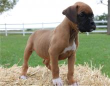 Puppies for sale boxer - Denmark, Kopenagen