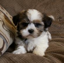 Puppies for sale shih tzu - Sweden, Norcheping