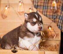 Puppies for sale haski - USA, Arizona