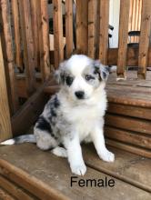 Puppies for sale australian shepherd - Poland, Warsaw