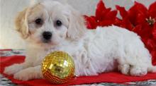 Puppies for sale mixed breed, cavachon - United Kingdom, Darlington