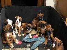 Puppies for sale boxer - Georgia, Batumi