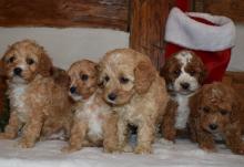 Puppies for sale , cavapoo - Slovenia, Novi Sad