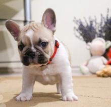 Puppies for sale , french bulldog - Italy, Palermo