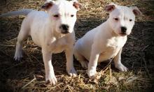 Puppies for sale staffordshire bull terrier - Bulgaria, Dobrich. Price 10 €