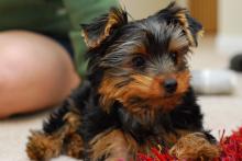 Puppies for sale yorkshire terrier - Czech Republic, Hradec Kralove