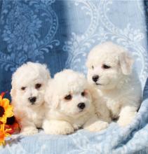 Puppies for sale bichon - Hungary, Budapest