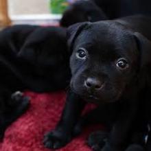 Puppies for sale staffordshire bull terrier - Czech Republic, Pardubice