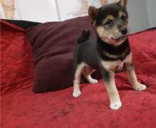 Puppies for sale other breed, shiba inu - Finland, Turks