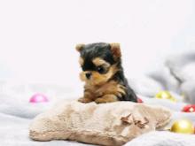 Puppies for sale yorkshire terrier - Czech Republic, Presov