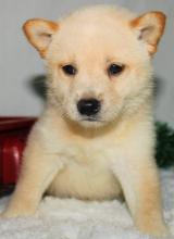 Puppies for sale , shiba inu - Ukraine, Kherson