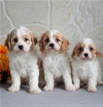 Puppies for sale mixed breed, cavachon - USA, Alaska