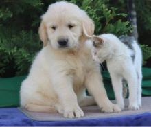 Puppies for sale golden retriever - Czech Republic, Hradec Kralove