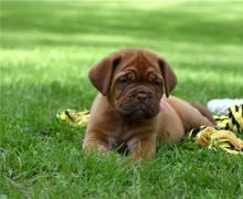 Puppies for sale other breed, dogue de bordeaux - Poland, Tarnow