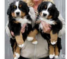 Puppies for sale bernese mountain dog - Greece, Athens. Price 10 €
