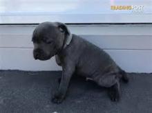 Puppies for sale staffordshire bull terrier - Portugal, Braga