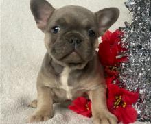 Puppies for sale french bulldog - Italy, Padua