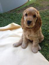 Puppies for sale english cocker spaniel - Sweden, Stockholm. Price 10 €