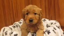 Puppies for sale golden retriever - Greece, Piraeus