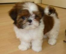 Puppies for sale shih tzu - Canada, Northwest Territories