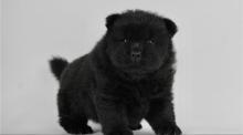 Puppies for sale chow chow - Germany, Frankfurt