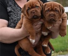 Puppies for sale other breed, dogue de bordeaux - Spain, Seville