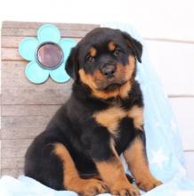 Puppies for sale rottweiler - Netherlands, NEC