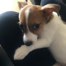 Puppies for sale jack russell terrier - Denmark, Odense