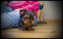 Puppies for sale yorkshire terrier - Greece, Larissa