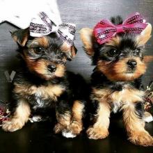 Puppies for sale yorkshire terrier - Netherlands, NEC