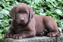 Puppies for sale labrador - Belarus, Brest