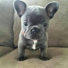 Puppies for sale french bulldog - Czech Republic, Banska Bystrica