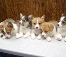 Puppies for sale other breed - Luxembourg, Luxembourg