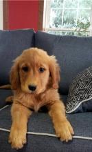 Puppies for sale golden retriever - Ireland, Dublin