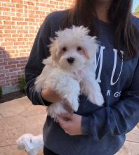 Puppies for sale maltese - Netherlands, Hemstede