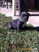 Puppies for sale staffordshire bull terrier - Austria, Vienna