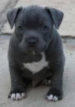 Puppies for sale staffordshire bull terrier - Czech Republic, Dunajska Streda