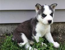 Puppies for sale haski - Poland, Warsaw. Price 11 €
