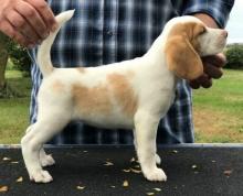 Puppies for sale , beagle - Lithuania, Kupiskis