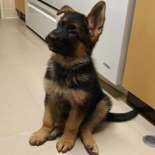 Puppies for sale german shepherd dog - Austria, Vienna