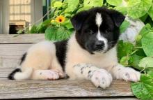 Puppies for sale , akita - Georgia, Burn