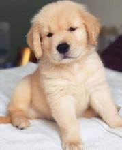 Puppies for sale golden retriever - Ukraine, Donetsk