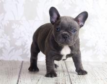 Puppies for sale french bulldog - Finland, Turks. Price 10 €