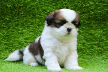 Puppies for sale shih tzu - United Kingdom, Nottingham