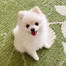 Puppies for sale pomeranian spitz - France, Amiens